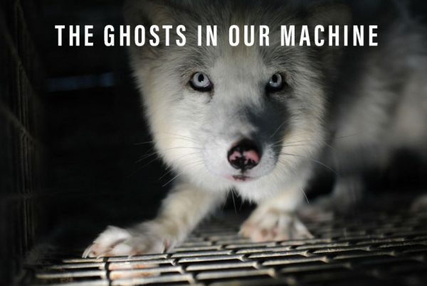 The ghosts in our machine