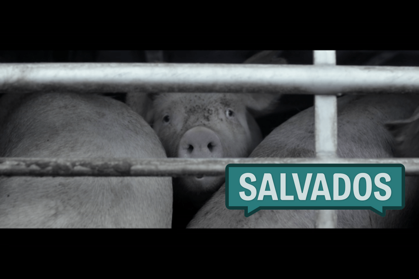 salvados