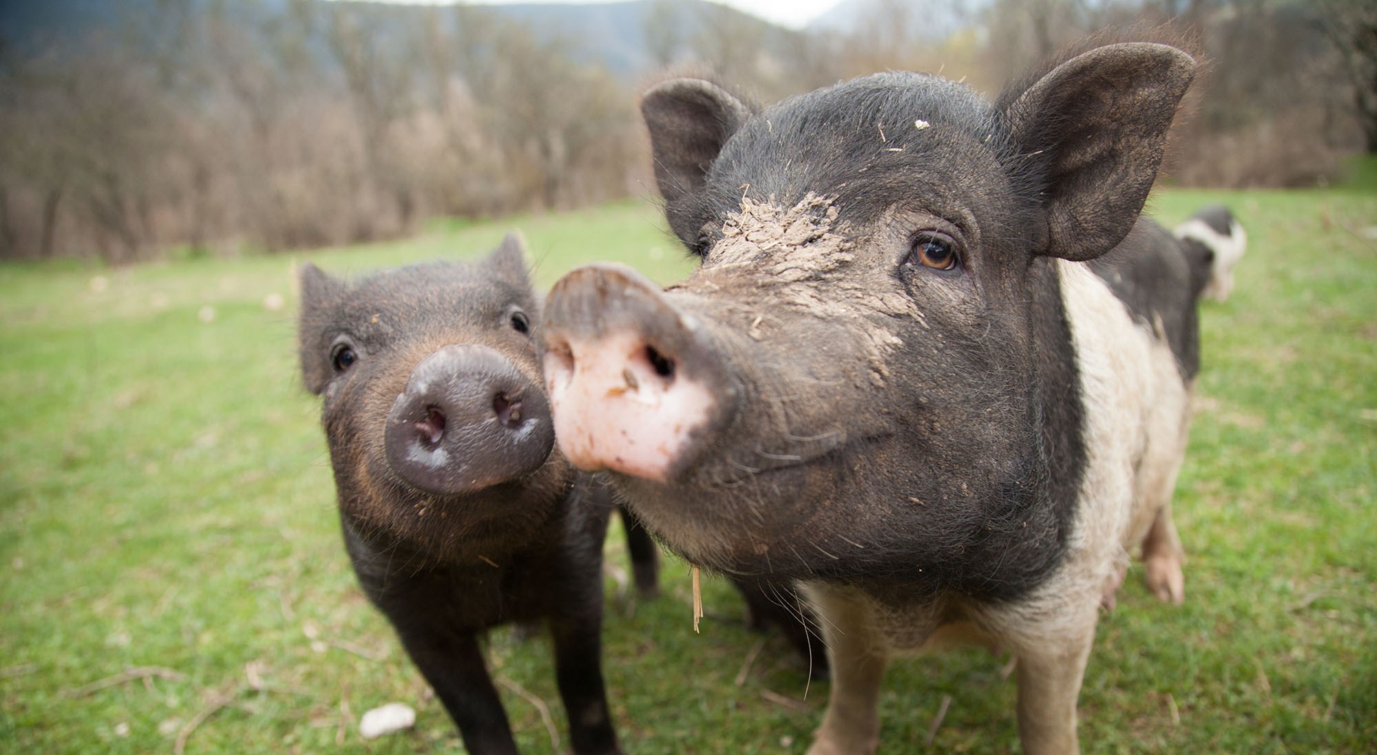 contacto-animales