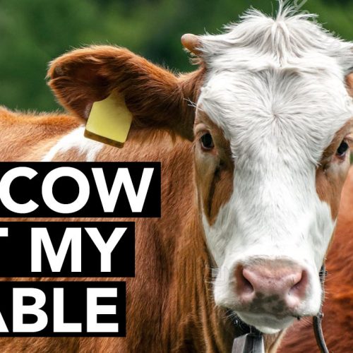 a_cow_at_my_table