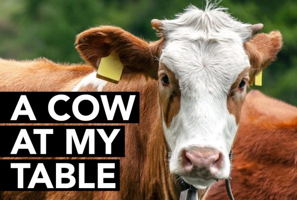 a_cow_at_my_table