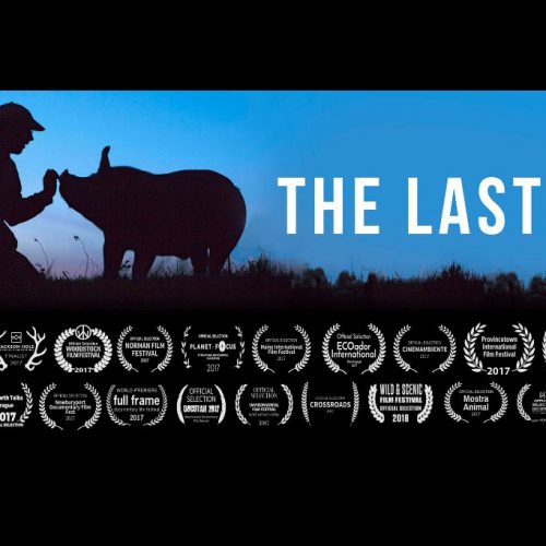 the last pig